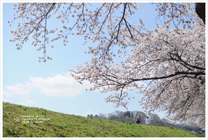 堤防の桜_a0162813_19591488.jpg