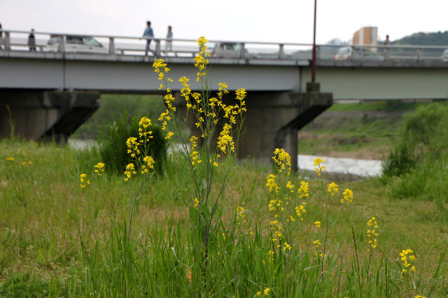 桂川 花景色_e0048413_19231573.jpg