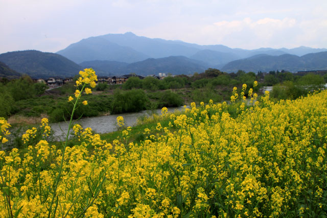 桂川　花景色_e0048413_19234270.jpg