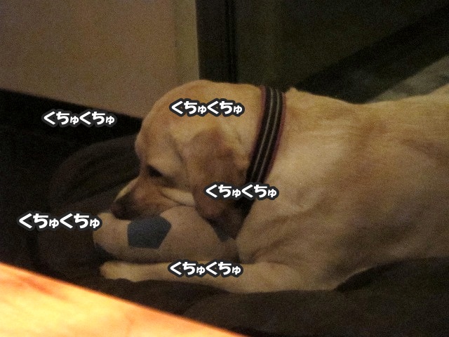 モカたん_e0192217_9514952.jpg