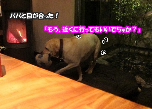 モカたん_e0192217_952819.jpg