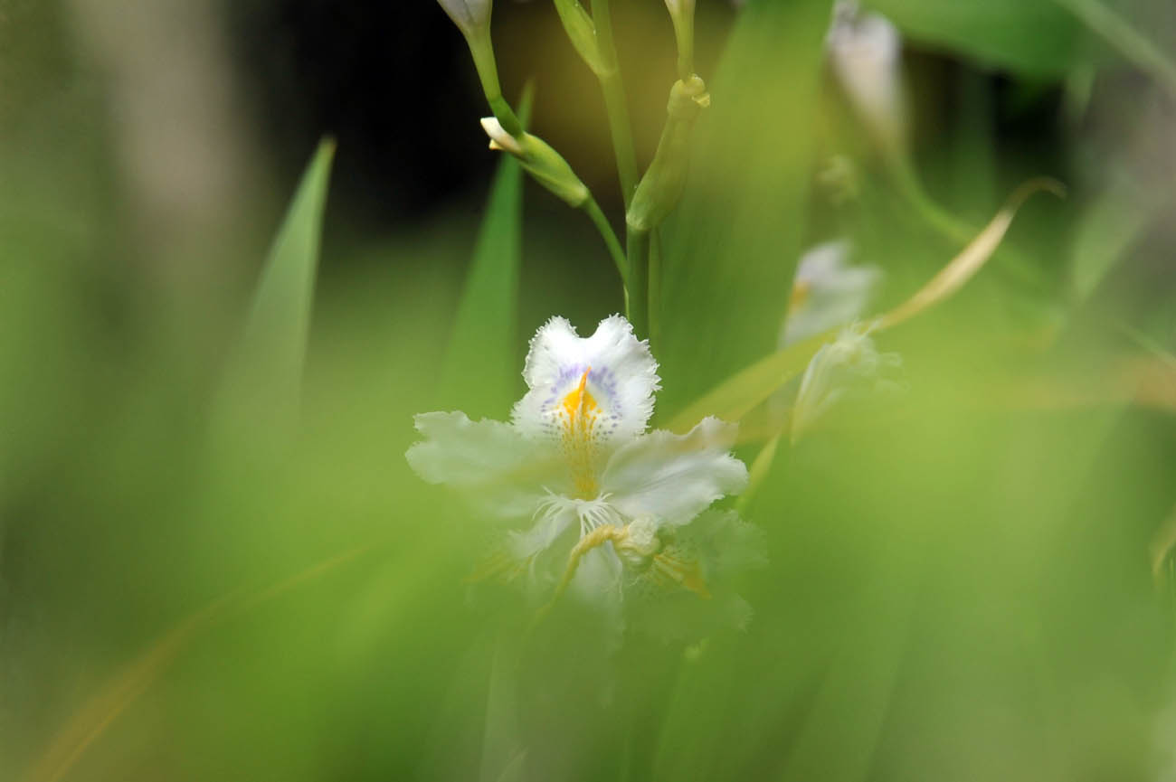 ランの花2011 壁紙写真_f0172619_1242646.jpg