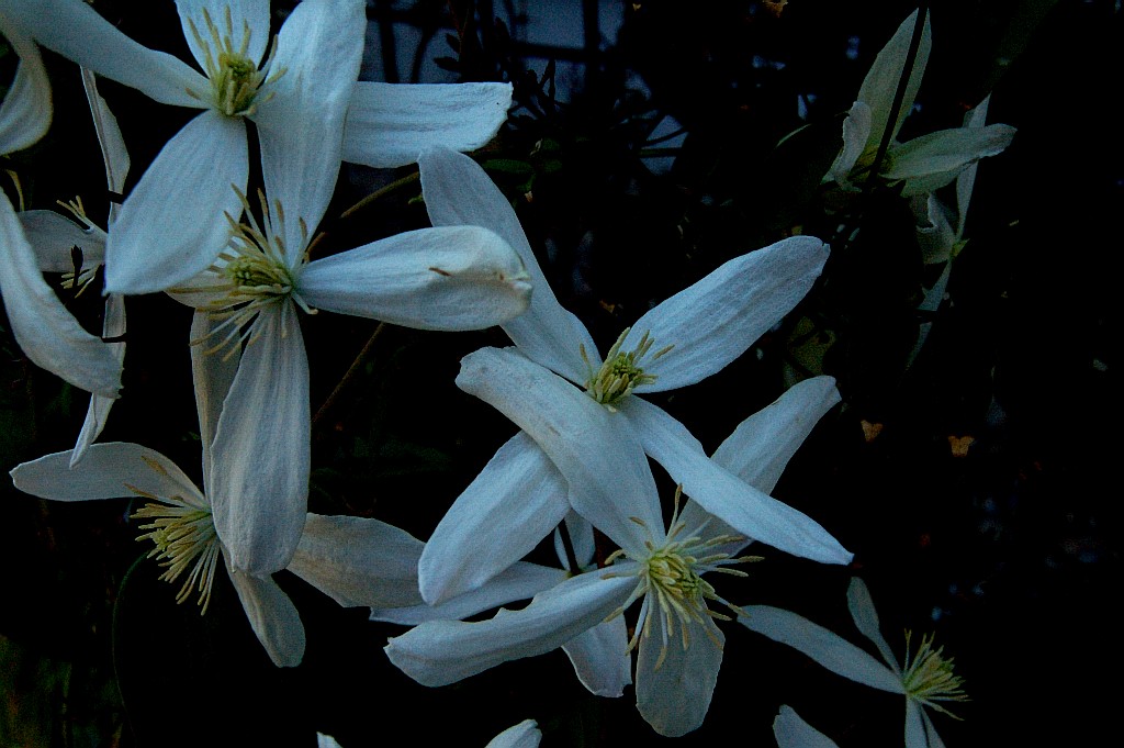 尋ね草 5 ジャスミンの仲間 O Sancta Simplicitas