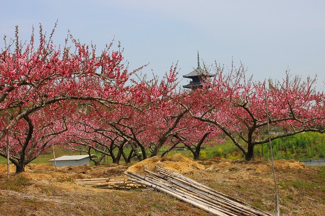 ４月２１日　国分寺_a0045932_9164977.jpg