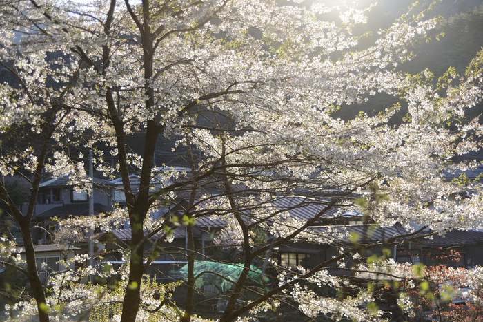 富士山麓・里山の春_c0193532_18203849.jpg