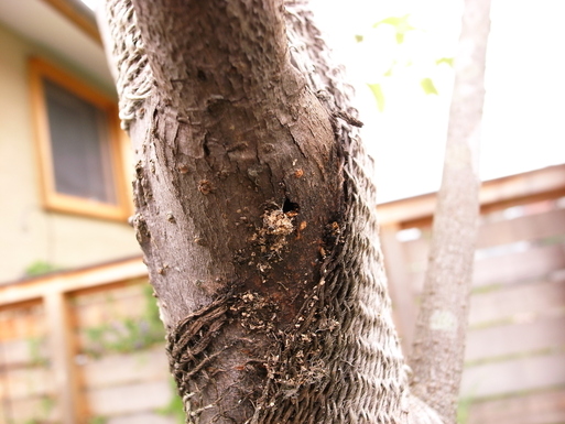 Nさんのいえ 植木の植替え 2011/4/26_a0039934_1738151.jpg