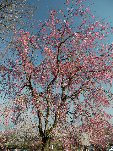b0190242_0912.jpg
