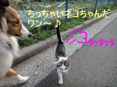 そこのネコちゃんと一緒にお散歩。。。_e0195743_17814.jpg