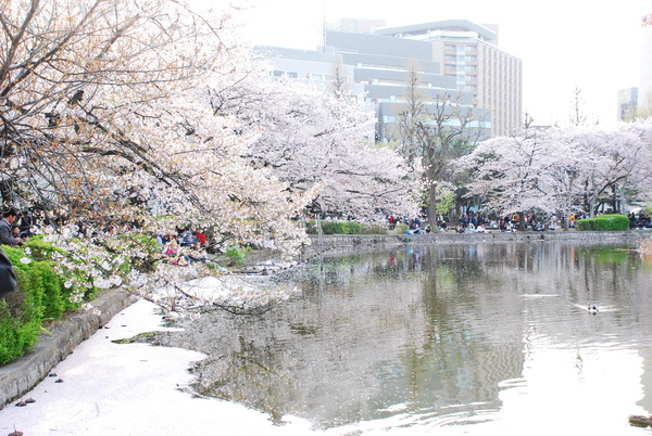 さくら*sakura　～写真展終わりました～_c0188448_22421533.jpg