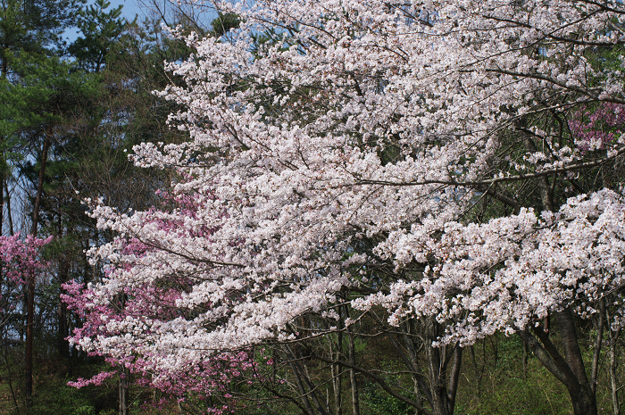 学研都市公園の桜（木津川市）_f0155048_053217.jpg