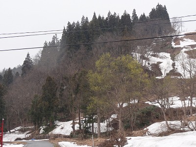 浦佐スキー場も雪が消えてきました_a0084753_1651198.jpg