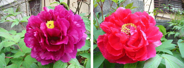 c0225153_2351921.gif