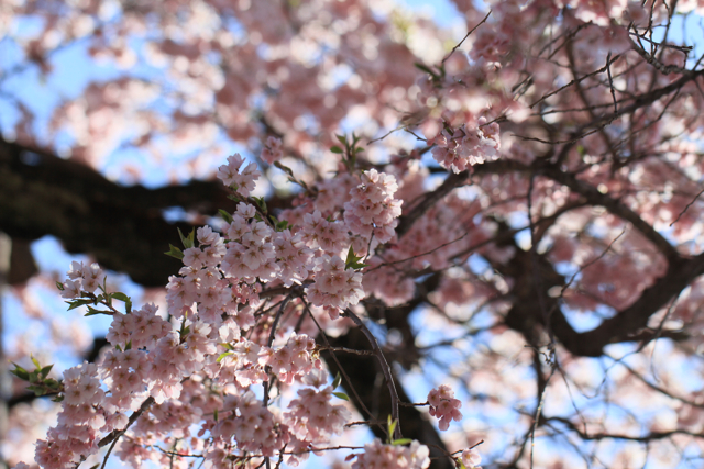 満天桜_f0165255_2142285.jpg