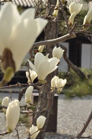 京の都の春の花_c0219357_16215727.jpg