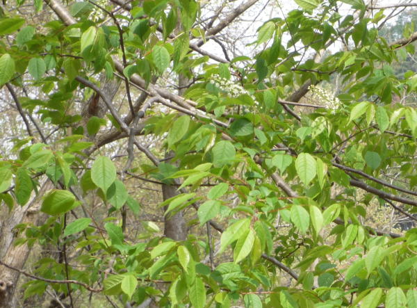 b0129962_19432132.jpg