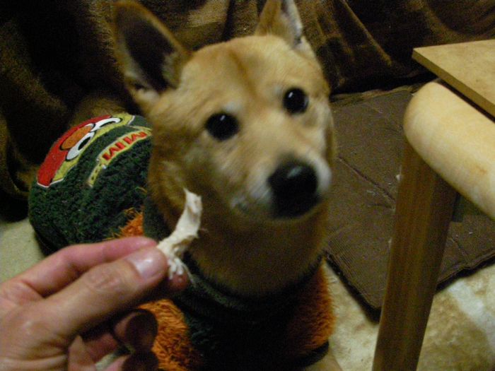 4 26 ケンタッキー犬 今日のこんぶ 4 26 ケンタッキー犬 今日のこんぶ