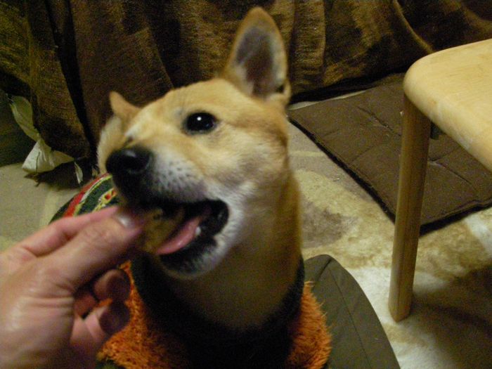 4 26 ケンタッキー犬 今日のこんぶ 4 26 ケンタッキー犬 今日のこんぶ