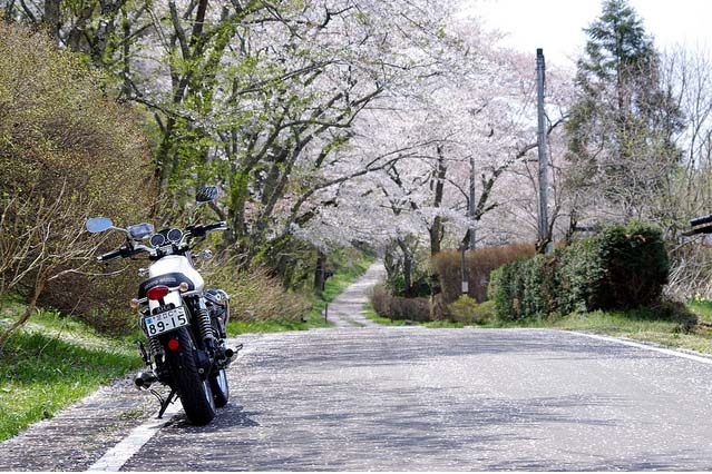 Cherry In Nasu 那須　桜 2011 4 25 _f0208665_92542.jpg