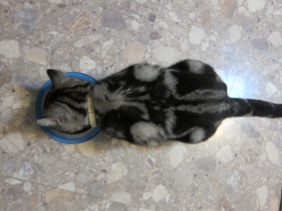 an american short hair._c0153966_1521145.jpg
