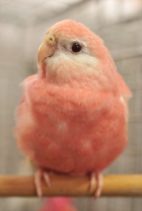 アキクサインコ Wonder Scale