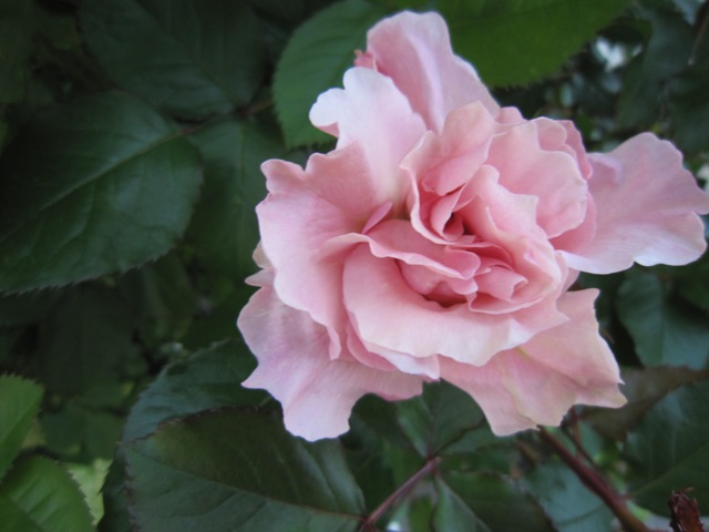 開き始めたバラ アネモネ綺麗 My Little Garden 小さなバラの庭