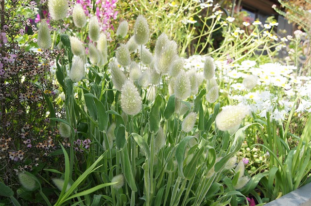 花粉症 風の通る庭