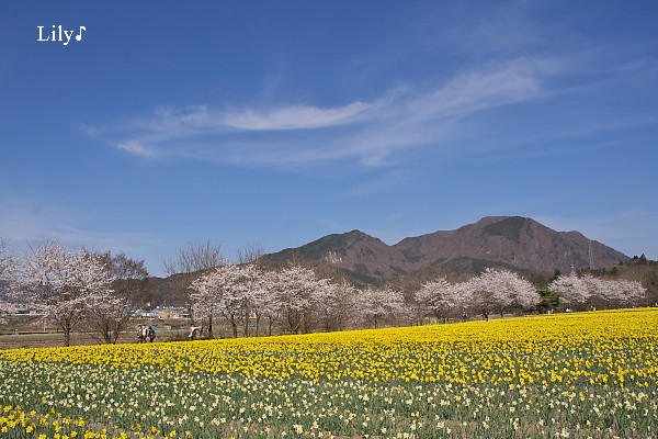 春の彩り ♪_e0166574_21454324.jpg