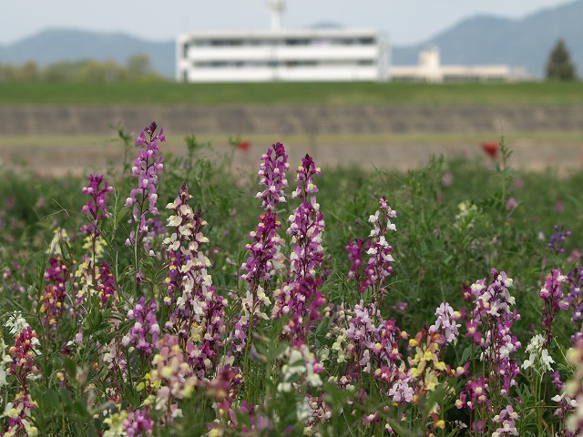 『姫金魚草の咲く風景～♪』_d0054276_20111694.jpg