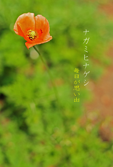 オレンジ色の雑草 毎日が思い出 オレンジ色の雑草 毎日が思い出
