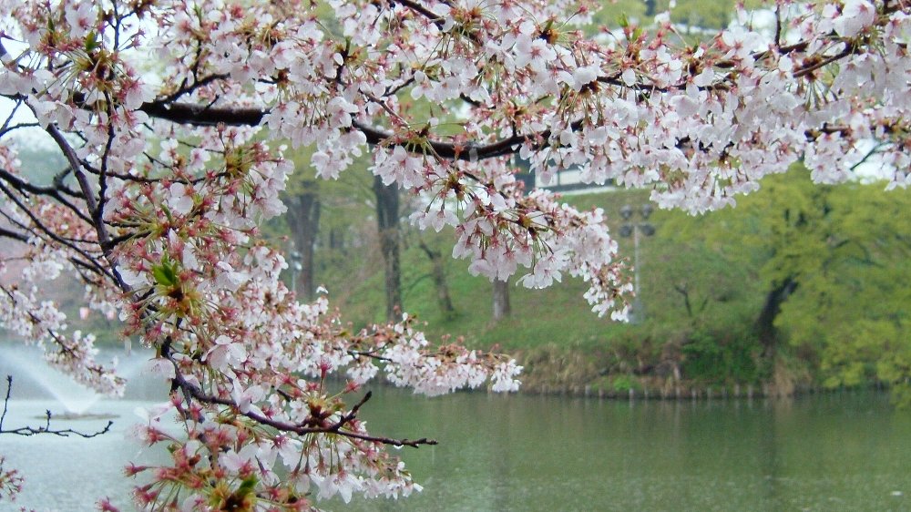 高田城址公園の桜！_e0065084_19105398.jpg