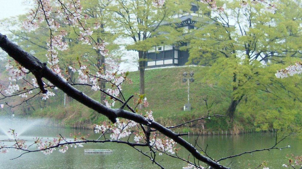 高田城址公園の桜！_e0065084_19111539.jpg