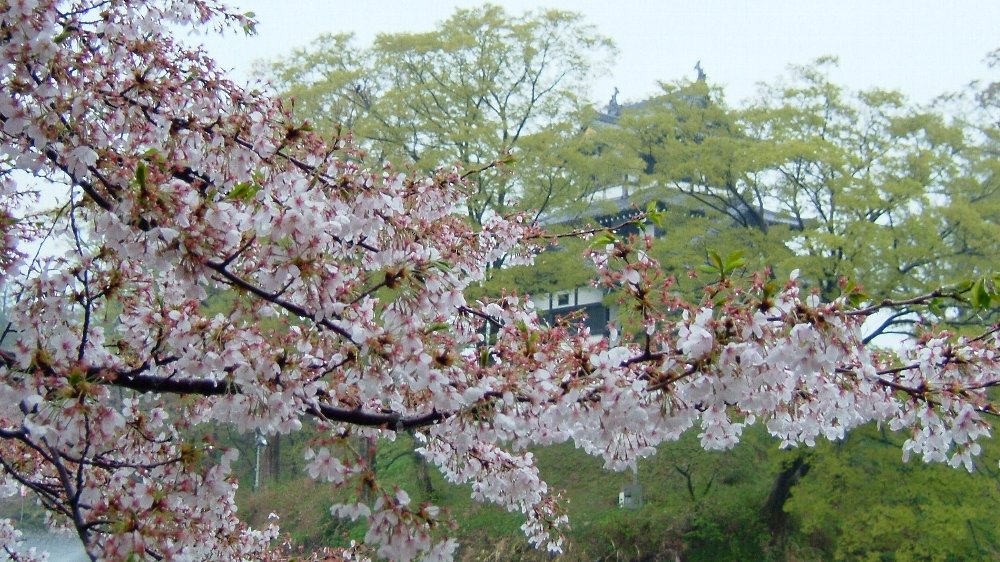高田城址公園の桜！_e0065084_19112815.jpg