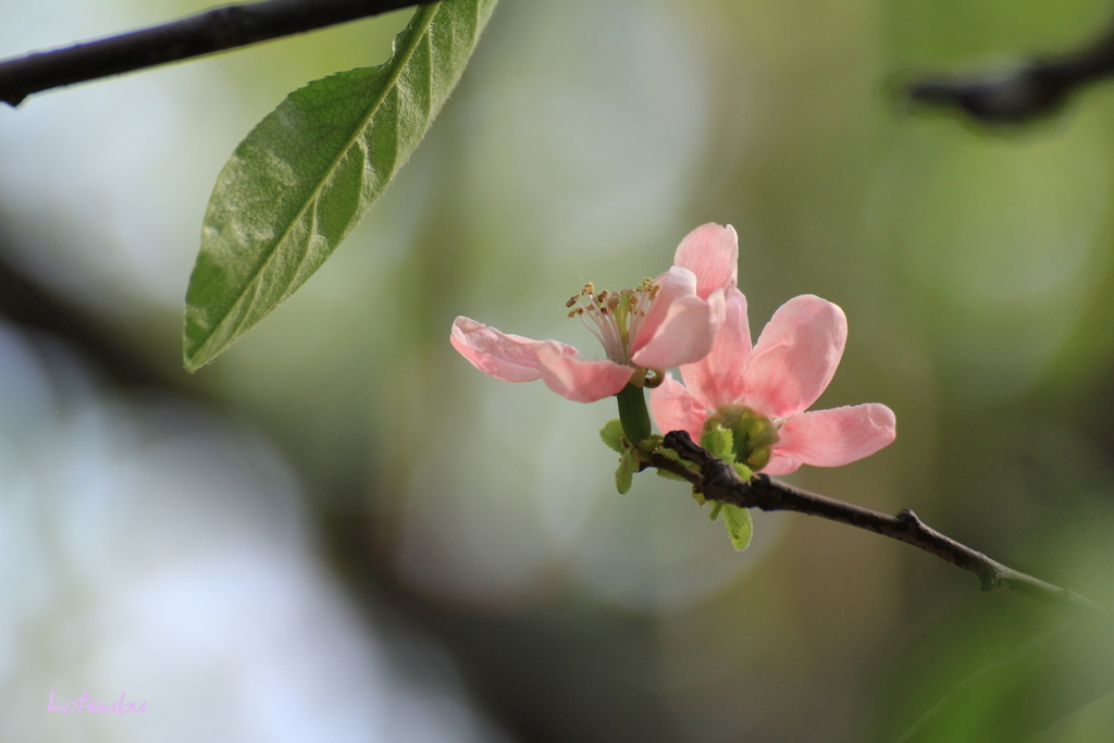 カリン 花梨 の花とムレスズメ 群雀 初めて会う可愛い花たち 空に近い週末 めっせーじ Vol 2 カリン 花梨 の花とムレスズメ 群雀 初めて会う可愛い花たち 空に近い週末 めっせーじ Vol 2