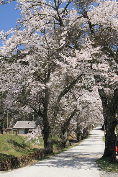 常照皇寺_e0051888_2030143.jpg