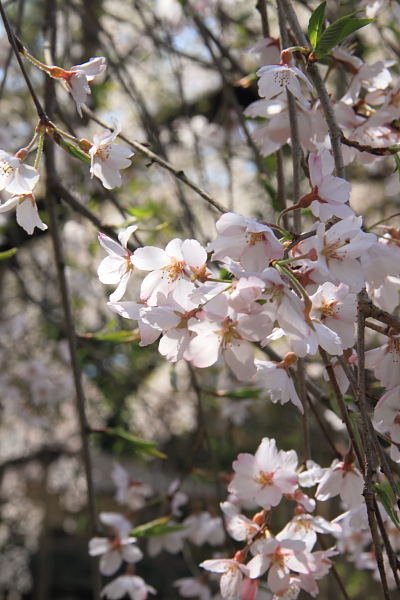 常照皇寺_e0051888_2031115.jpg