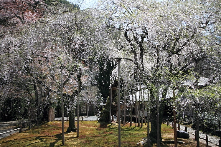 常照皇寺_e0051888_20312943.jpg