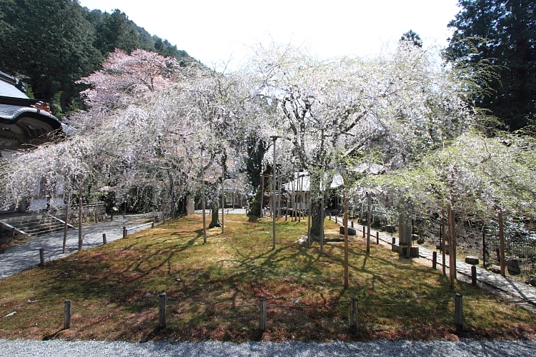 常照皇寺_e0051888_20314553.jpg