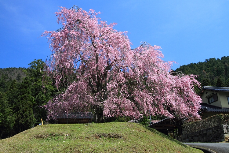 常照皇寺_e0051888_20334485.jpg