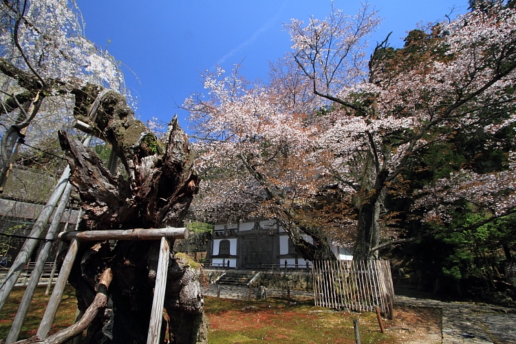 常照皇寺_e0051888_2034224.jpg