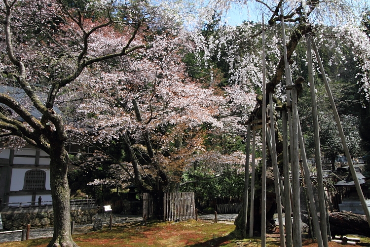 常照皇寺_e0051888_2034283.jpg