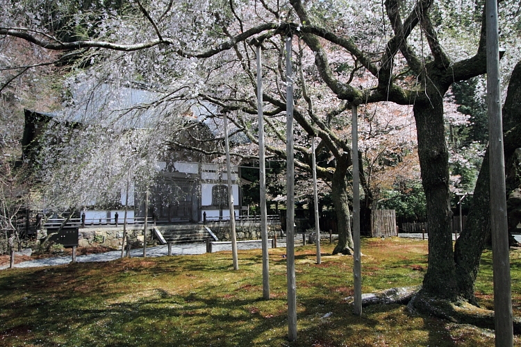 常照皇寺_e0051888_20344134.jpg