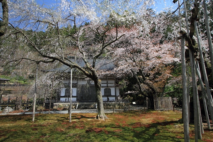 常照皇寺_e0051888_20345995.jpg