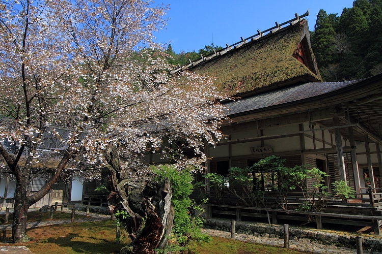 常照皇寺_e0051888_20351740.jpg