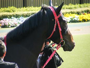 2011年・皐月賞プラスαの写真＠東京競馬場_a0161290_0154688.jpg