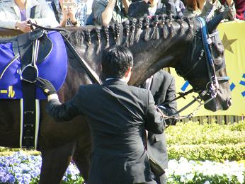 2011年・皐月賞プラスαの写真＠東京競馬場_a0161290_0205383.jpg