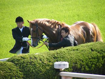 2011年・皐月賞プラスαの写真＠東京競馬場_a0161290_0292119.jpg