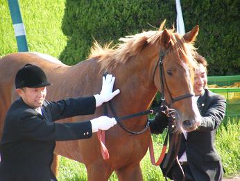 2011年・皐月賞プラスαの写真＠東京競馬場_a0161290_0292937.jpg