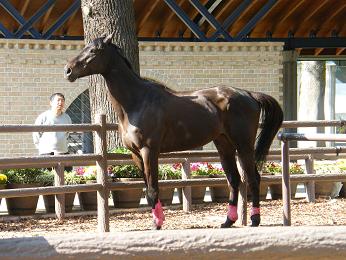 2011年・皐月賞プラスαの写真＠東京競馬場_a0161290_0395274.jpg