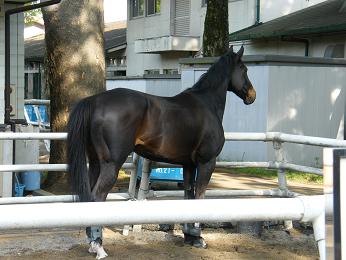 2011年・皐月賞プラスαの写真＠東京競馬場_a0161290_0402272.jpg