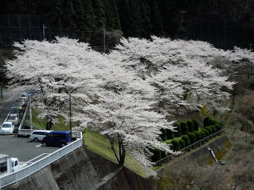 草木ダムはソメイヨシノから山桜へ〜わたらせ渓谷鐵道沿線の春_d0038190_2211110.jpg